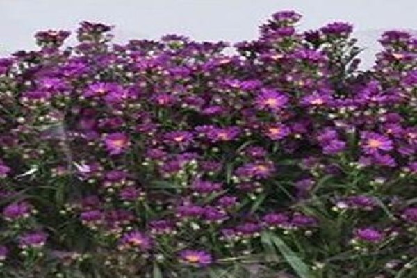 Floflora
