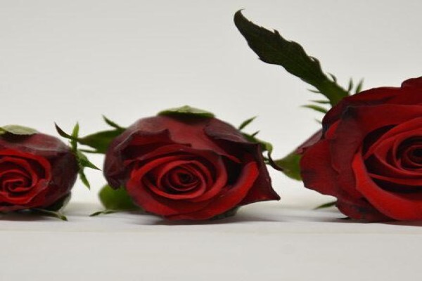 Floflora