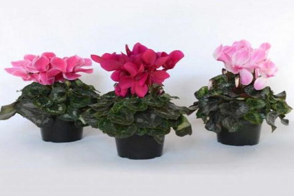 Floflora