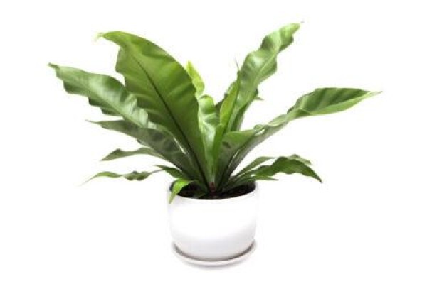 Floflora