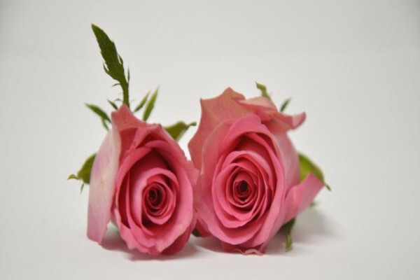 Floflora