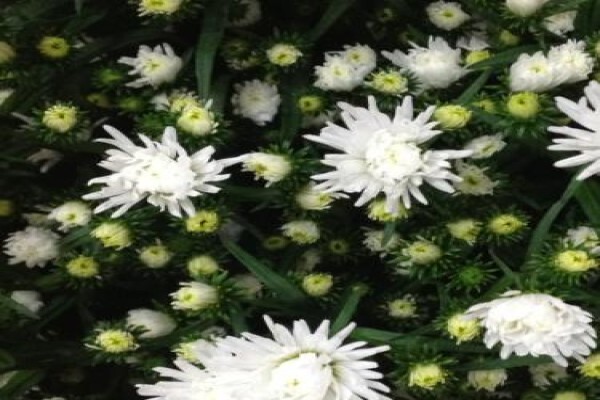 Floflora
