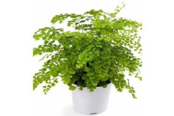 Floflora