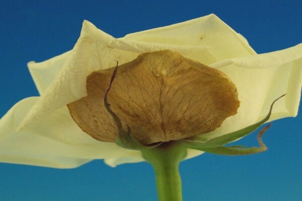 Floflora
