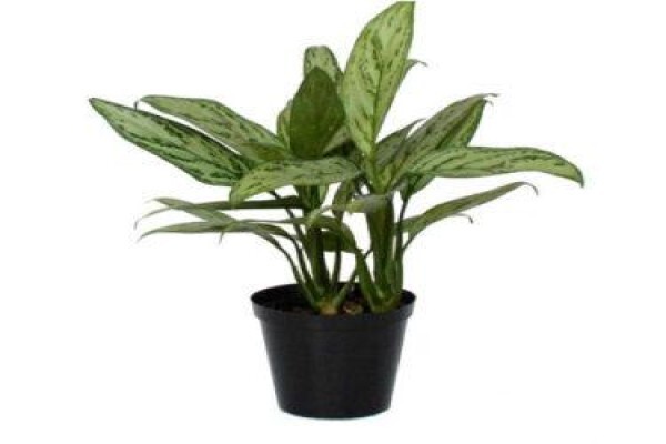 Floflora