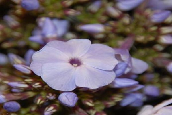 Floflora