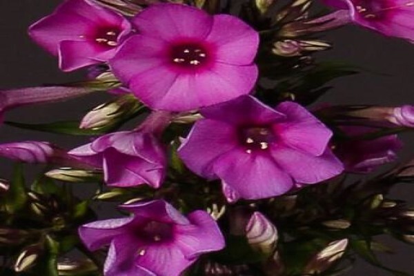 Floflora