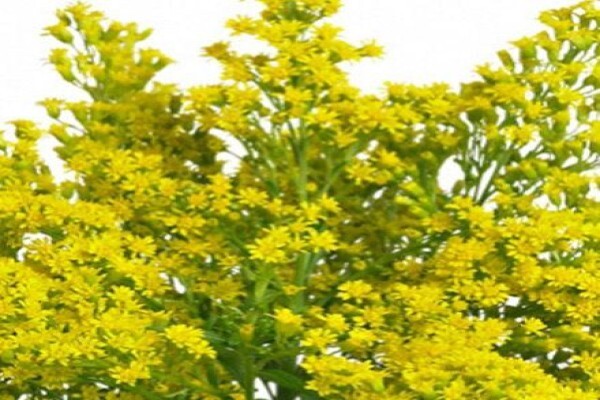 Floflora