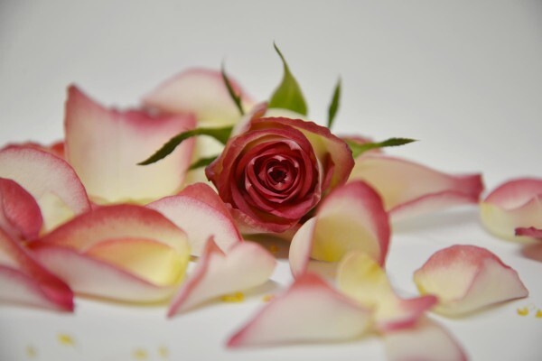 Floflora