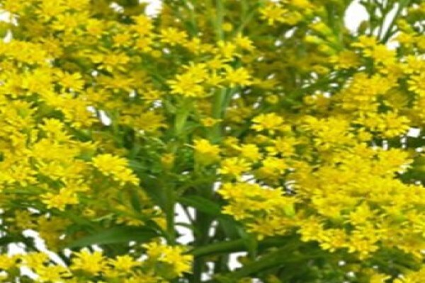 Floflora