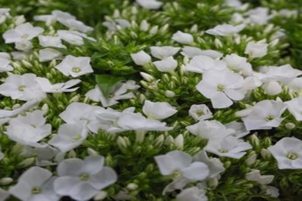 Floflora