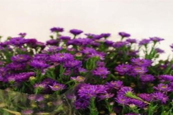 Floflora