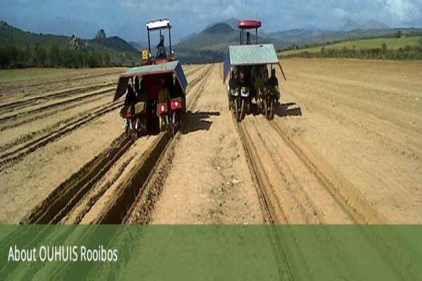 Rooibostee