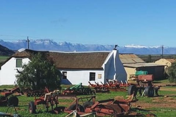 Rooibostee