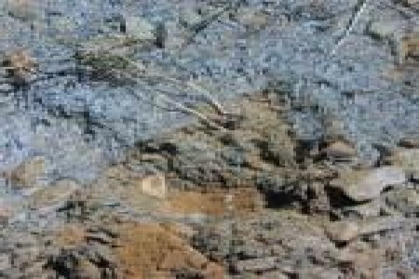 Asbestos