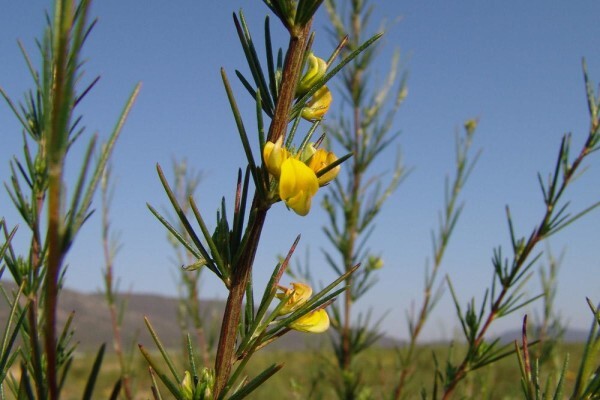 Just-Rooibos
