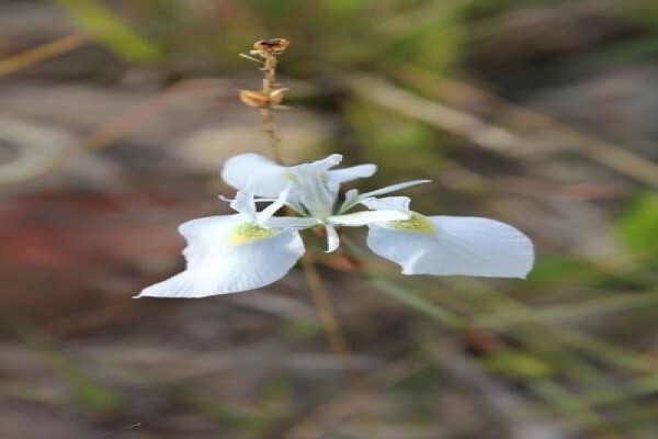 The Blue Butterfly