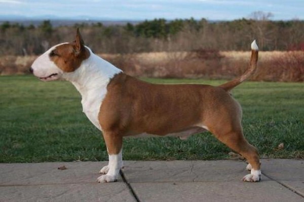 Panomar Bull Terriers
