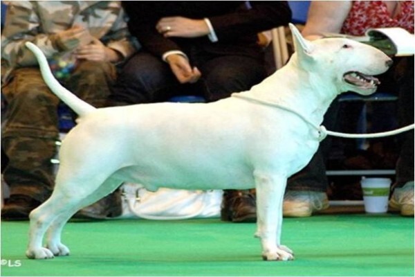 Panomar Bull Terriers