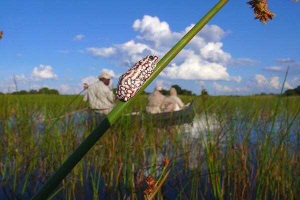 Expert Botswana