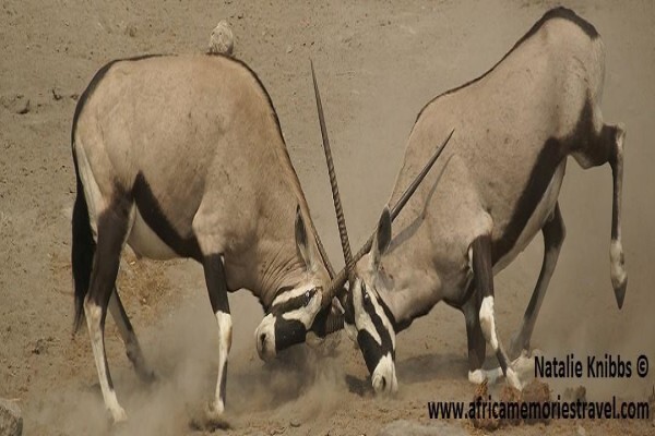 Africa Memories