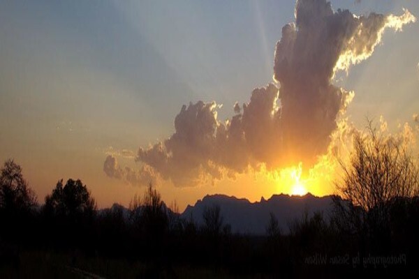 Wildlife Safaris