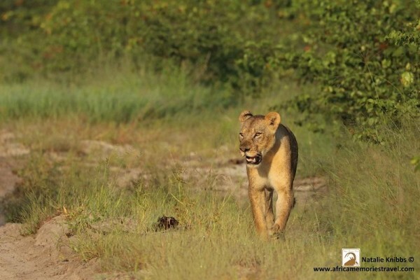 Africa Memories
