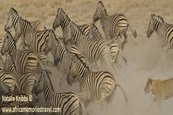 Africa Memories