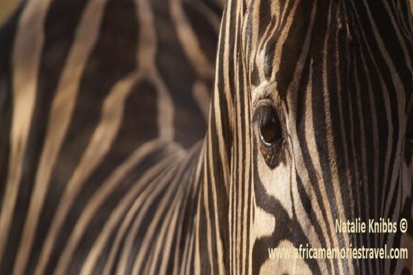 Africa Memories