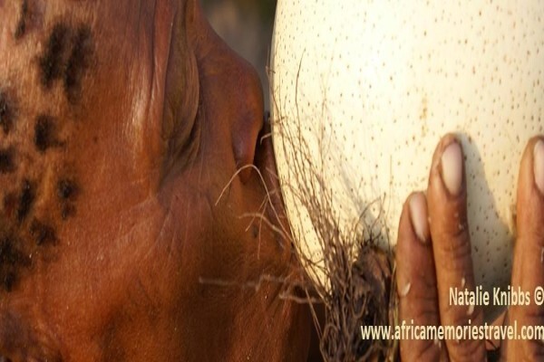 Africa Memories