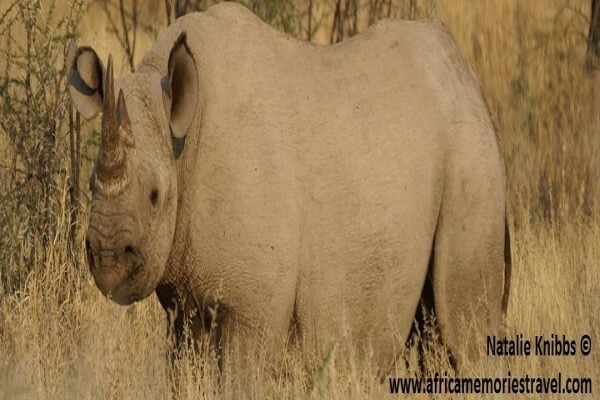 Africa Memories