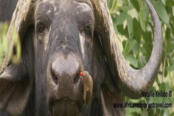 Africa Memories