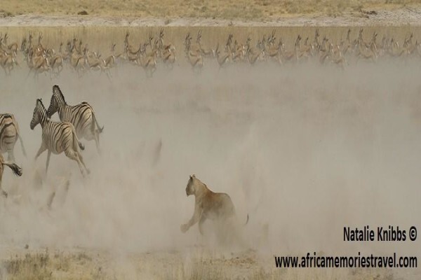 Africa Memories