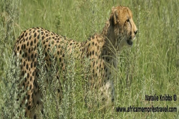 Africa Memories