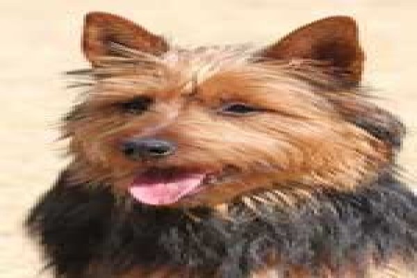 Dogworld