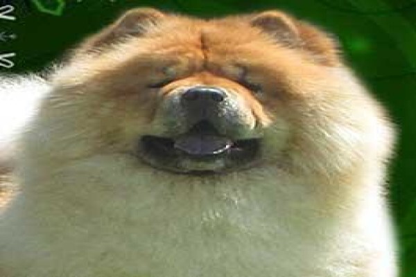 Dogworld
