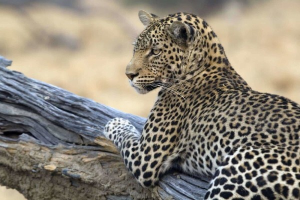 Expert Botswana