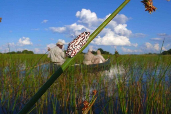 Expert Botswana
