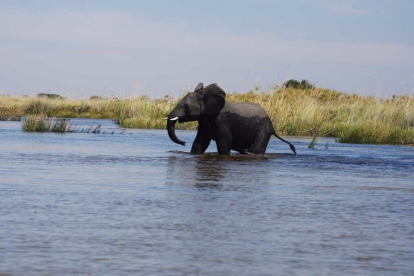 Expert Botswana