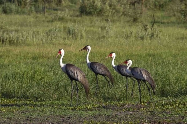 Expert Botswana