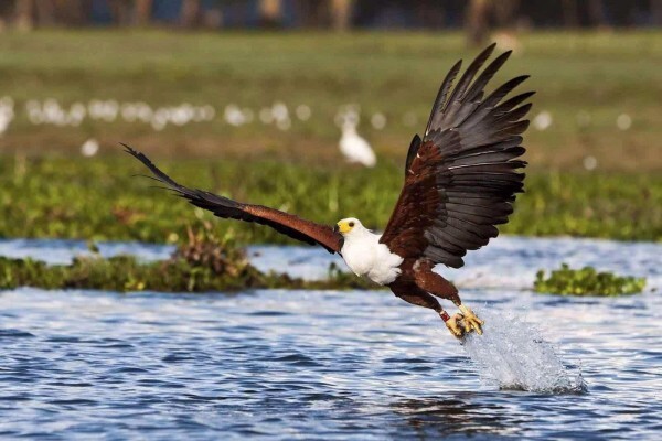 Expert Botswana