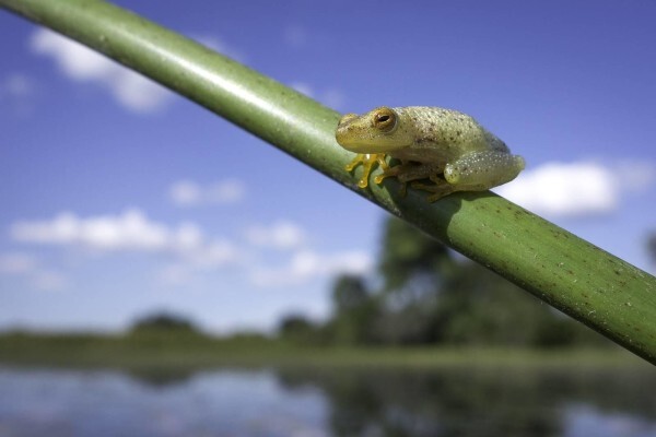 Expert Botswana