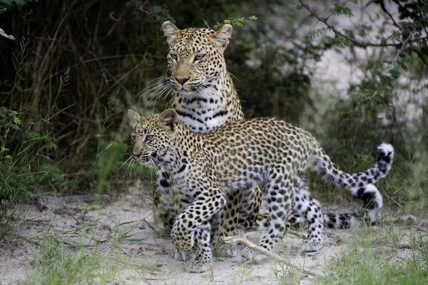 Expert Botswana
