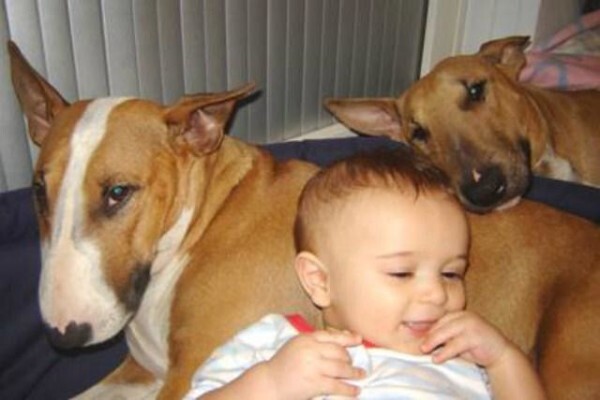Panomar Bull Terriers