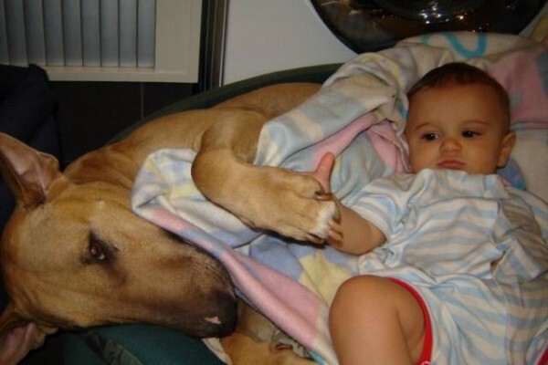 Panomar Bull Terriers