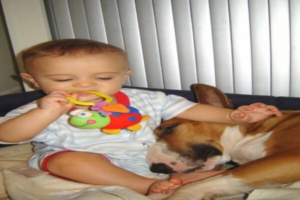 Panomar Bull Terriers