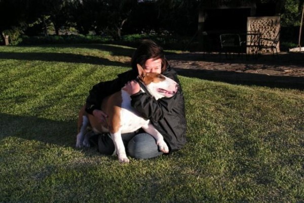 Panomar Bull Terriers