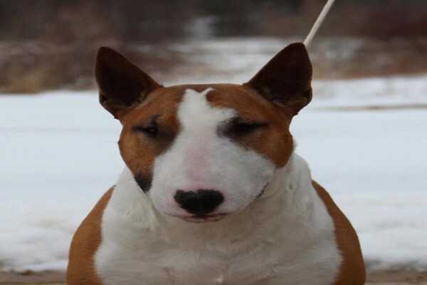 Panomar Bull Terriers