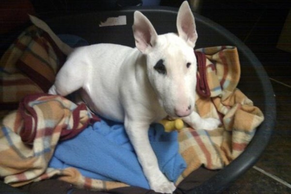 Panomar Bull Terriers