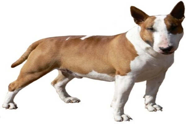 Panomar Bull Terriers